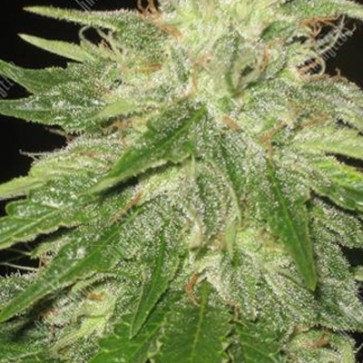 Семена конопли Super Hash Feminised